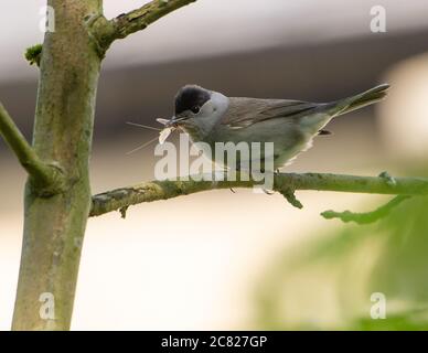 Un maschio Blackcap, Chipping, Preston, Lancashire, UK Foto Stock