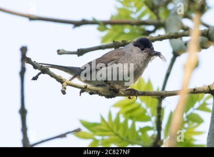 Un maschio Blackcap, Chipping, Preston, Lancashire, UK Foto Stock