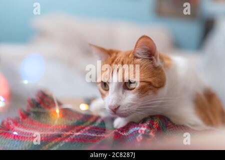 Primo piano di un gatto bianco e marrone con occhi gialli che giocano con un filo di colore Foto Stock