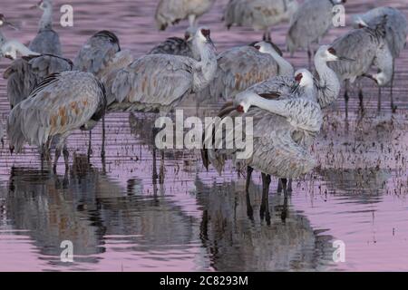 Sandhill Cranes, Antigone canadensis, che si preda in un laghetto rosticante nel Bosque del Apache National Wildlife Refuge, New Mexico, USA. Foto Stock