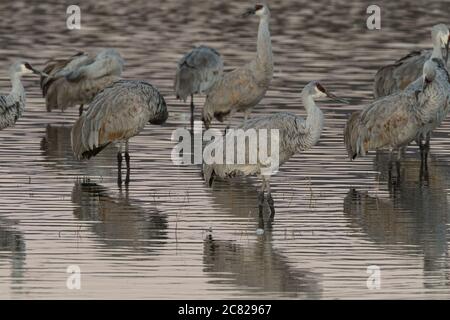 Un gregge di gru di Sandhill, Antigone canadensis, si sfilava in un laghetto poco profondo nel Bosque del Apache National Wildlife Refuge nel New Mexico, USA. Foto Stock