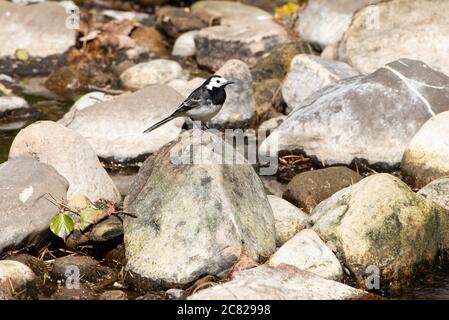 A Pied Waggtail, Chipping, Preston, Lancashire, Regno Unito Foto Stock