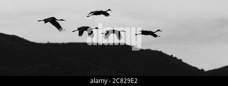 Un'immagine artistica in bianco e nero di un piccolo gregge di cinque gru di Sandhill, Antigone canadensis, volando per arrostarsi in formazione nella Bosque del Apache Foto Stock