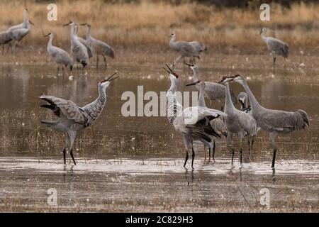 Uomini e donne Sandhill Cranes, Antigone canadensis, si impegnano in una danza di corte nel Bosque del Apache National Wildlife Refuge in New Mexico, Stati Uniti Foto Stock