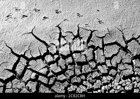 Terra asciutta e impronta di uccelli. Sfondo di consistenza del terreno incrinato. Foto di consistenza della terra incrinata a secco. Foto Stock