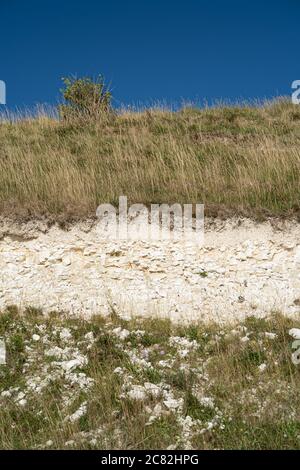 Una sezione trasversale attraverso il terreno che mostra l'erba e uno strato di gesso, Seven Sisters, East Sussex, UK Foto Stock