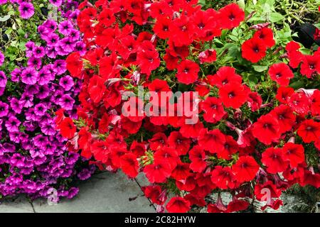 Piante di petunias viola rosso nel giardino di luglio Foto Stock