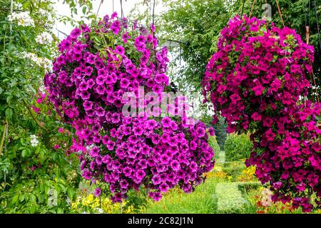 Petunias viola rosso, piante appese nel giardino di luglio Foto Stock