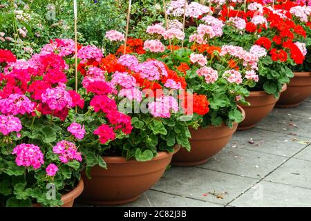 Pelargonium rosa-rosso in vaso vasi di geranio piante in vaso in giardino Foto Stock