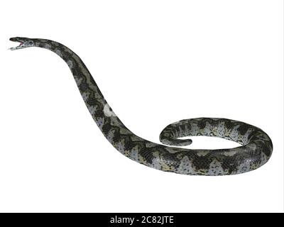Questo serpente carnivoro predatorio di Titanoboa visse durante il periodo paleocenico della Columbia, in Sud America. Foto Stock