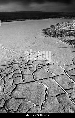 Terra asciutta e impronta di uccelli. Sfondo di consistenza del terreno incrinato. Foto di consistenza della terra incrinata a secco. Foto Stock