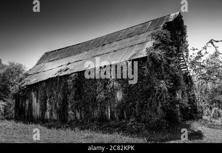 Kudzu viti che si arrampicano per sorpasso un vecchio fienile abbandonato in legno con tetto di stagno su una piccola vita contadina svanente nel Tennessee centrale, Stati Uniti, in nero e whit Foto Stock