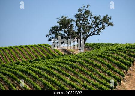 Unico isolato quercia costiera in un verde vigneto estivo nella regione vinicola di Paso Robles sulla costa centrale Foto Stock