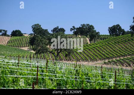 Querce nei vigneti e colline ondulate del Paso Robles Wine Country Foto Stock