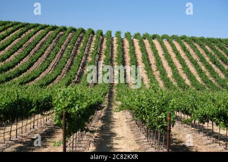 File di vitigni da vino che si estendono fino all'orizzonte su una collina vicino a Paso Robles, California Foto Stock