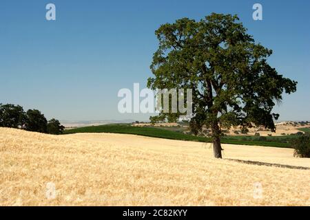 un solo albero di quercia adagiato in un campo d'oro di grano nel pomeriggio estivo Foto Stock