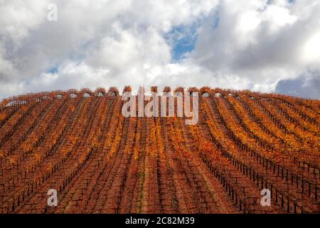 File di viti che girano rosso e borgogna si trovano contro un cielo nuvoloso vicino a Paso Robles, California Foto Stock