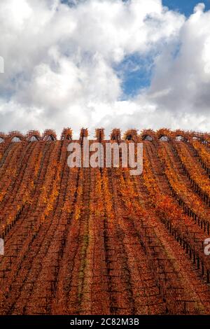 File di viti che girano rosso e borgogna si trovano contro un cielo nuvoloso vicino a Paso Robles, California Foto Stock