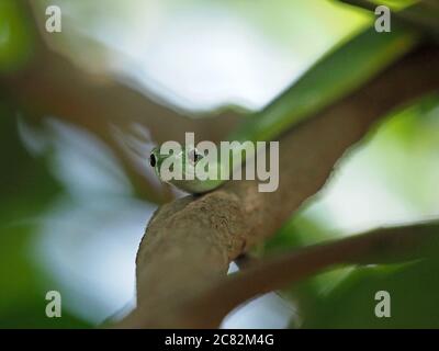 Serpente d'acqua verde africano sinuoso (Philothamnus hoplogaster) guarda la macchina fotografica mentre scivola lungo il ramo di albero nella provincia di Galana, Kenya, Africa Foto Stock