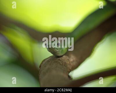 Serpente d'acqua verde africano sinuoso (Philothamnus hoplogaster) guarda la macchina fotografica mentre scivola lungo il ramo di albero nella provincia di Galana, Kenya, Africa Foto Stock