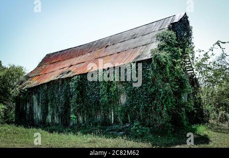 Kudzu viti che si arrampicano per sorpasso un vecchio fienile abbandonato di legno con tetto di stagno su una vita di fattoria sparente piccola nel Tennessee centrale, Stati Uniti, Foto Stock