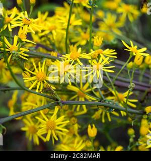 Tragopogon pratensis (nome comune Jack-go-to-bed-at-12.00, Salvisify dei prati) è una pianta biennale della famiglia Asteraceae Foto Stock