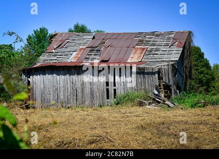 Kudzu viti che si arrampicano per sorpasso un vecchio fienile abbandonato, in legno dilapido con tetto di stagno su una piccola vita di fattoria svanente in Hartsville, TN, USA, Foto Stock