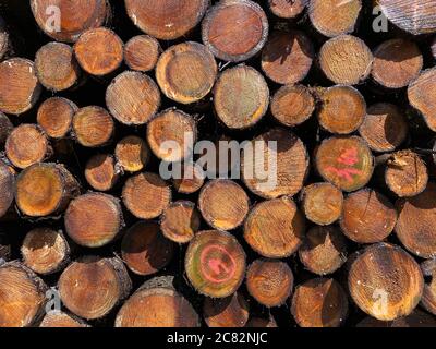 Primo piano dei log della struttura impilati Foto Stock