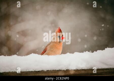 Femmina cardinale seduto in neve su una rotaia ponte Foto Stock