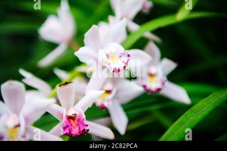 Vista sfocata dell'acqua Lilly Plant primo piano macro shot Foto Stock
