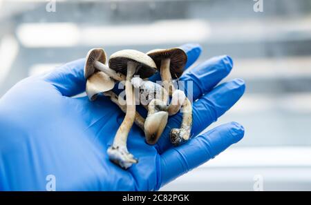 Ricerca medica sulla psilocibina. Legalizzazione dei funghi psilocibinici in America Foto Stock