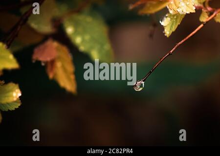 una goccia d'acqua su appeso da un ramoscello attaccato a. un cespuglio in un giardino Foto Stock
