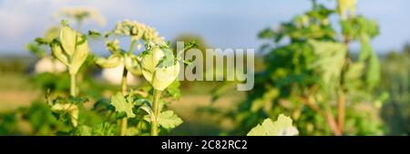 Grande germoglio verde di pianta avvelenosa gigante Hogweed nel campo. Conosciuto come Heracleum o Cow Parsnip. Succo di questa pianta pericolosa che forma ustioni e vesciche Foto Stock