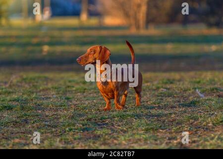 Brown Bassotto nel parco al tramonto Foto Stock