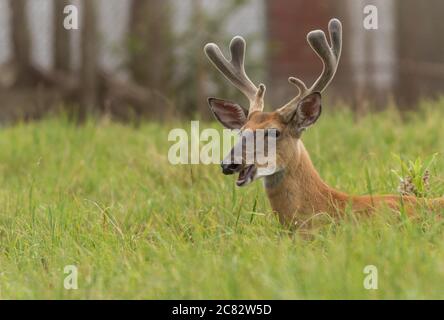 Buck di cervo con coda bianca con antlers, Odocoileus virginianus, in erba con faccia divertente e gidy Foto Stock