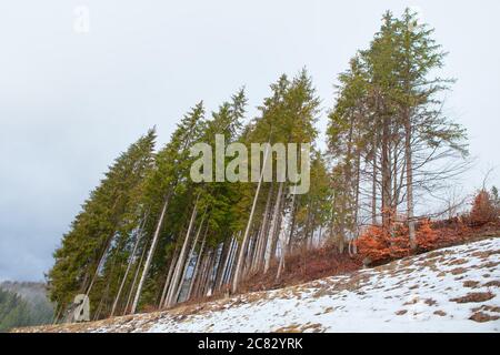 Pini alti che crescono sulla collina innevata Foto Stock