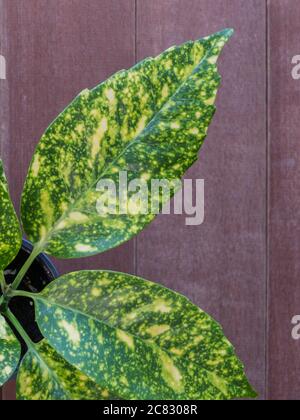 Pianta di polvere d'oro o aucuba japonica vasata su tavolo di legno Foto Stock