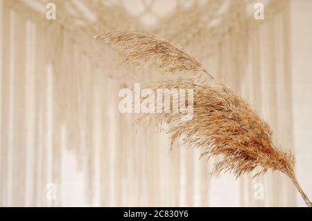 Reed beige contro una parete bianca con un pannello di parete in macrame. Un concetto minimalista, elegante e alla moda con uno sfondo splendido con colori neutri chiari. Foto Stock