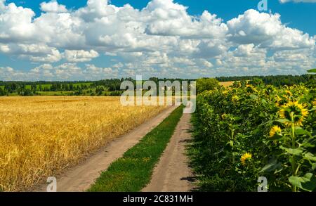 Bellissimo paesaggio estivo con una strada sterrata fiancheggiata da campi Foto Stock