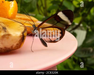 Primo piano di un imperatore minore farfalla seduto sulla frutta Foto Stock