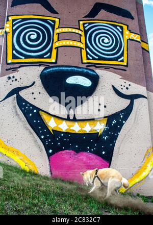 cane scavando di fronte a graffiti Foto Stock