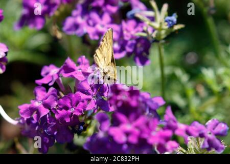 Minuscola farfalla Skipper su fiori rosa Foto Stock