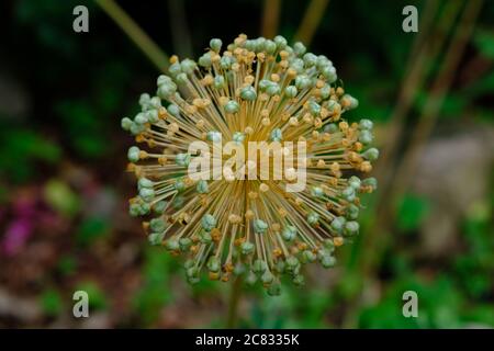 Allio (Allium ampeloprasum) infiorescenza con teste di semi in un giardino di Glebe, Ottawa, Ontario, Canada. Foto Stock