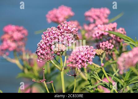 Una pianta di Milkweed di palude con i grappoli multipli di fiore trovati da una riva del lago con una ape di miele impollinante. Foto Stock