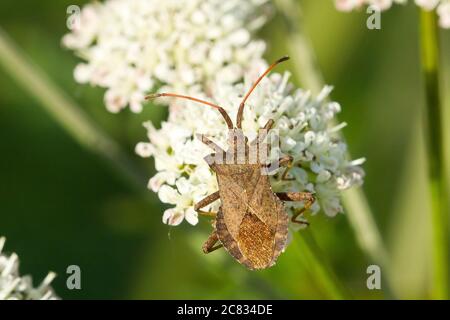 Macro closeup shot di un bug dock seduto su un fiore bianco Foto Stock