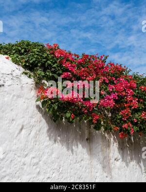 Una bouganvillea in fiore su un muro sulla Calzada de los Frailes a Valladolid, Yucatan, Messico. Foto Stock