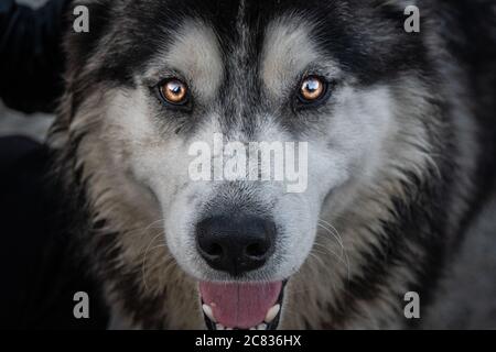 Macro shot di un cane canadese eskimo volto guardando dritto - perfetto per lo sfondo Foto Stock
