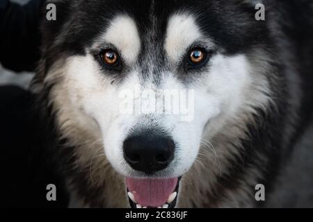 Macro shot di un cane canadese eskimo volto guardando dritto - perfetto per lo sfondo Foto Stock