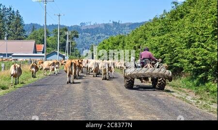 Caseificio che preserna mucche di Jersey 'Bos taurus' con il trattore John Deere, strada asfaltata rurale per mungere salotto, California. Foto Stock