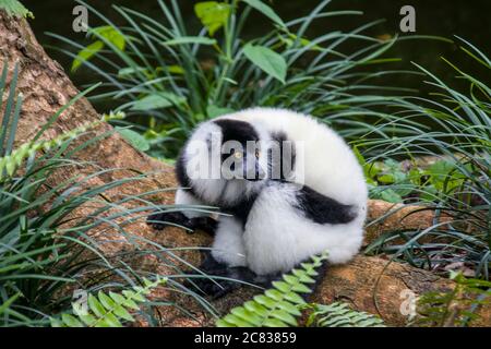 Il lemure nero e bianco con volant (Varecia variegata) è una specie in via di estinzione di lemuri con volant, una delle due endemiche dell'isola del Madagascar Foto Stock